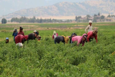 En acı ‘hasat’ başladı