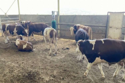 Adıyaman’da kurbanlık satışları başladı