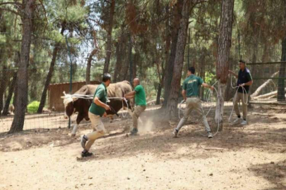 Kurban yakalama timi göreve hazır