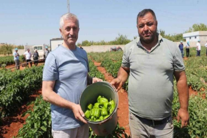 Tahmazoğlu, çiftçilerle tarlada domates ve biber topladı