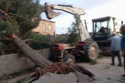 Fırtına Antep fıstığı ağaçlarına zarar verdi