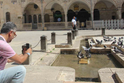 Sıcaktan bunalan güvercinler Balıklıgöl suyunda serinledi