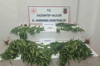 Gaziantep’te 253 kök kenevir ele geçirildi: 9 gözaltı