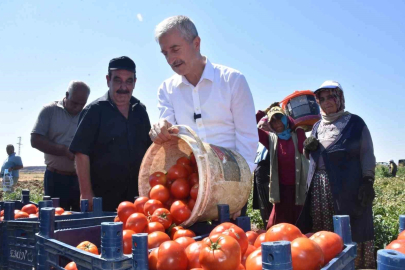 Şahinbey’de domatesin fiyatı tarladan pazara değişmiyor