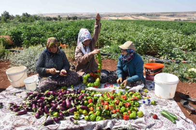 Gaziantep'te kadınlar topladıkları biber ve patlıcanları kurutmalık yapıyor