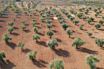 Kilis’te zeytin hasadı başladı