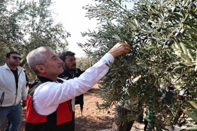 Tahmazoğlu zeytin hasadına katıldı