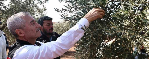 Tahmazoğlu zeytin hasadına katıldı