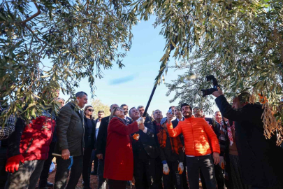 Şahin, Nizip’te zeytin hasadına katıldı