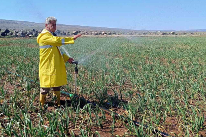 Araban sarımsağında sulama başladı